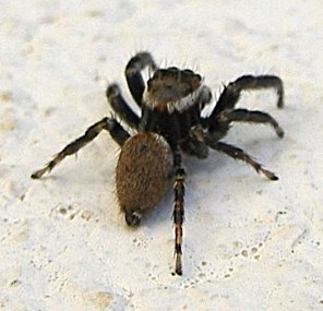 <i>Evarcha jucunda</i> Species of spider