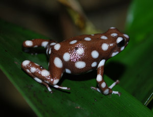 Marañón poison frog species of amphibian