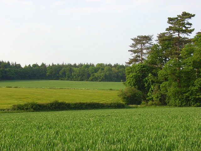 File:Farmland and woodland, Basildon - geograph.org.uk - 814147.jpg