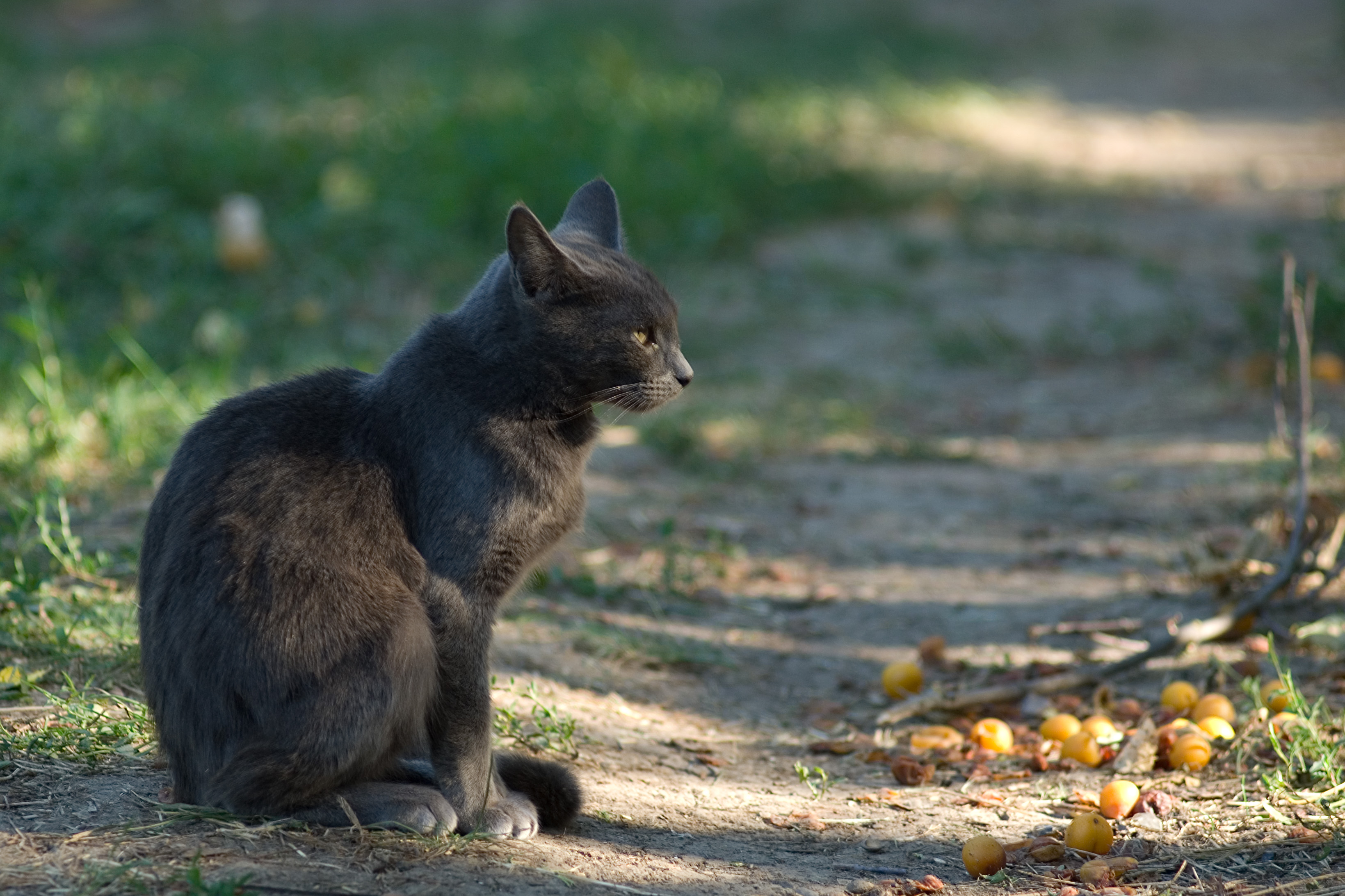 20 jpg. Сосредоточенность кошка. Feral Cat.