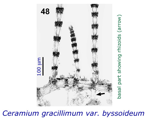 File:Fig48.jpg