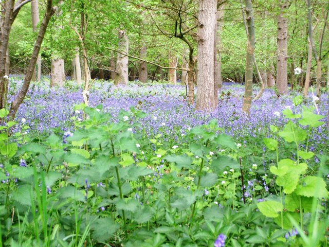 File:Flora of Clapgate Copse - geograph.org.uk - 424501.jpg