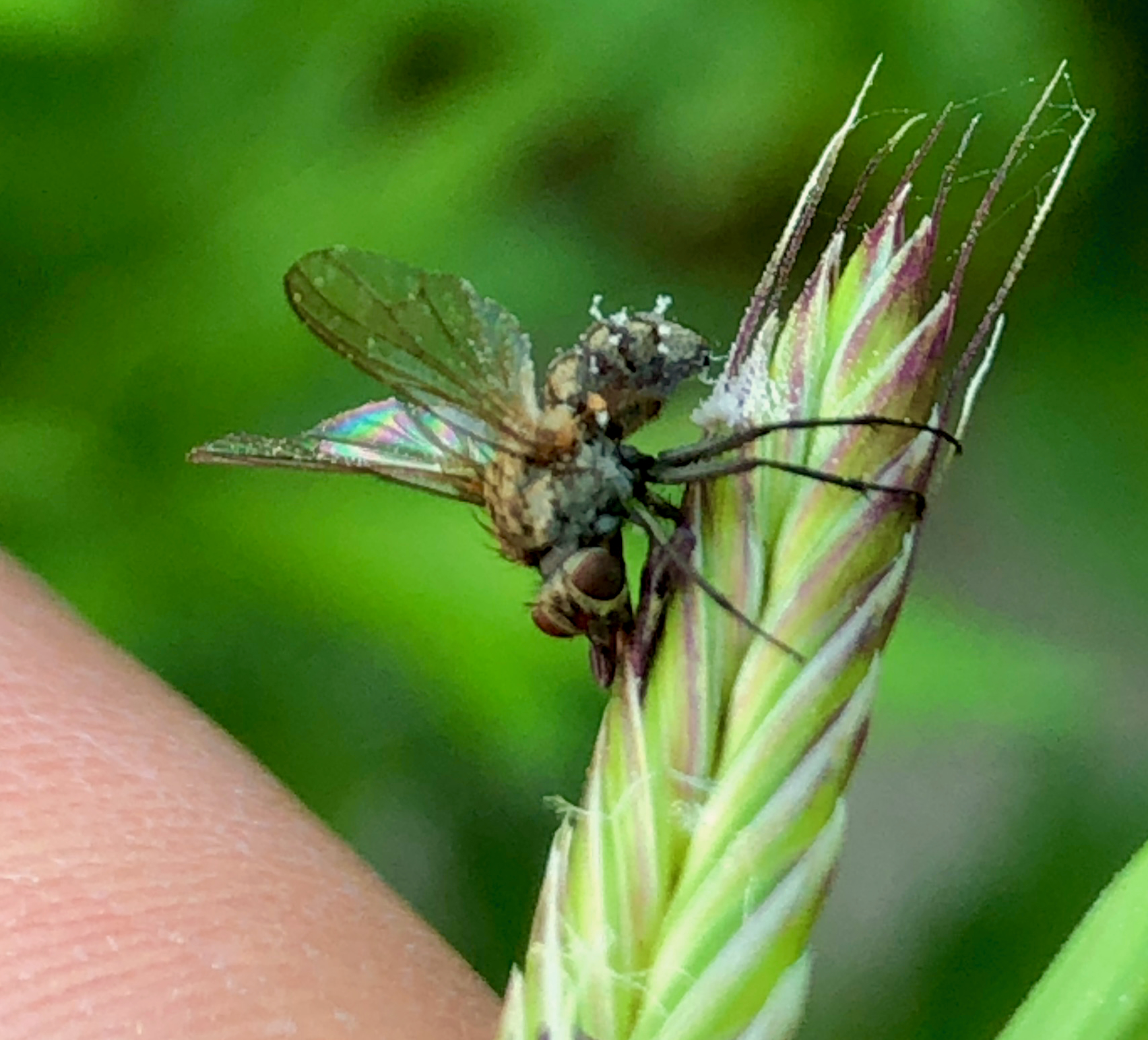 Fly fly we looking. Brachytron pratense. Короткобрюх Луговой. Leucorrhinia pectoralis. Стрекоза Короткобрюх Луговой.