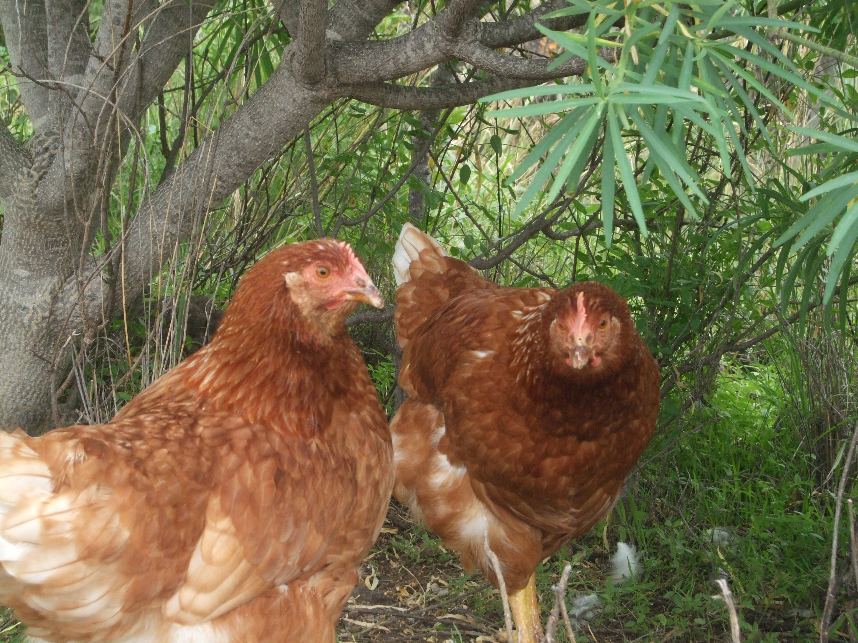 Como copulan las gallinas