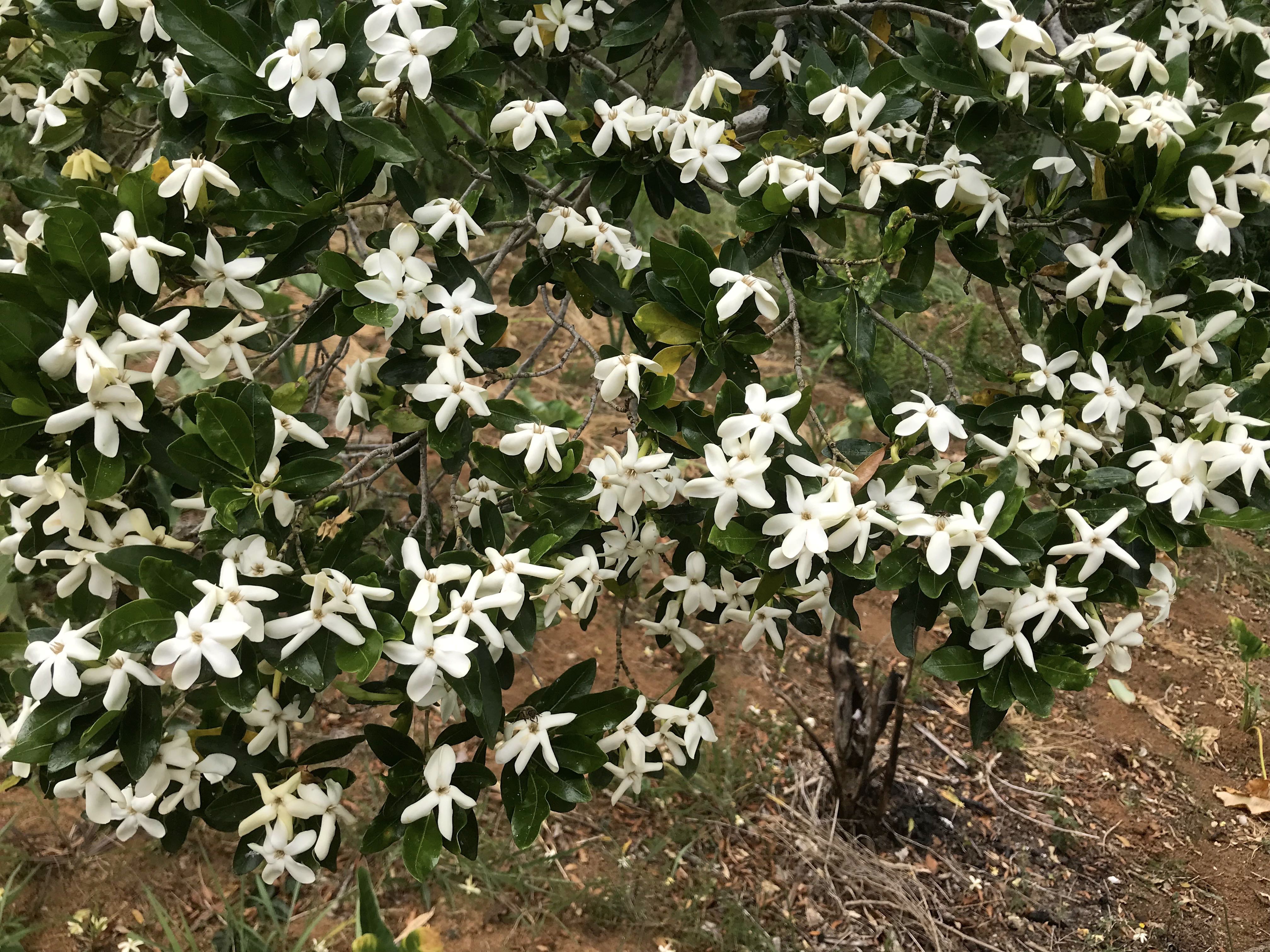 Gardenia urvillei — Wikipédia