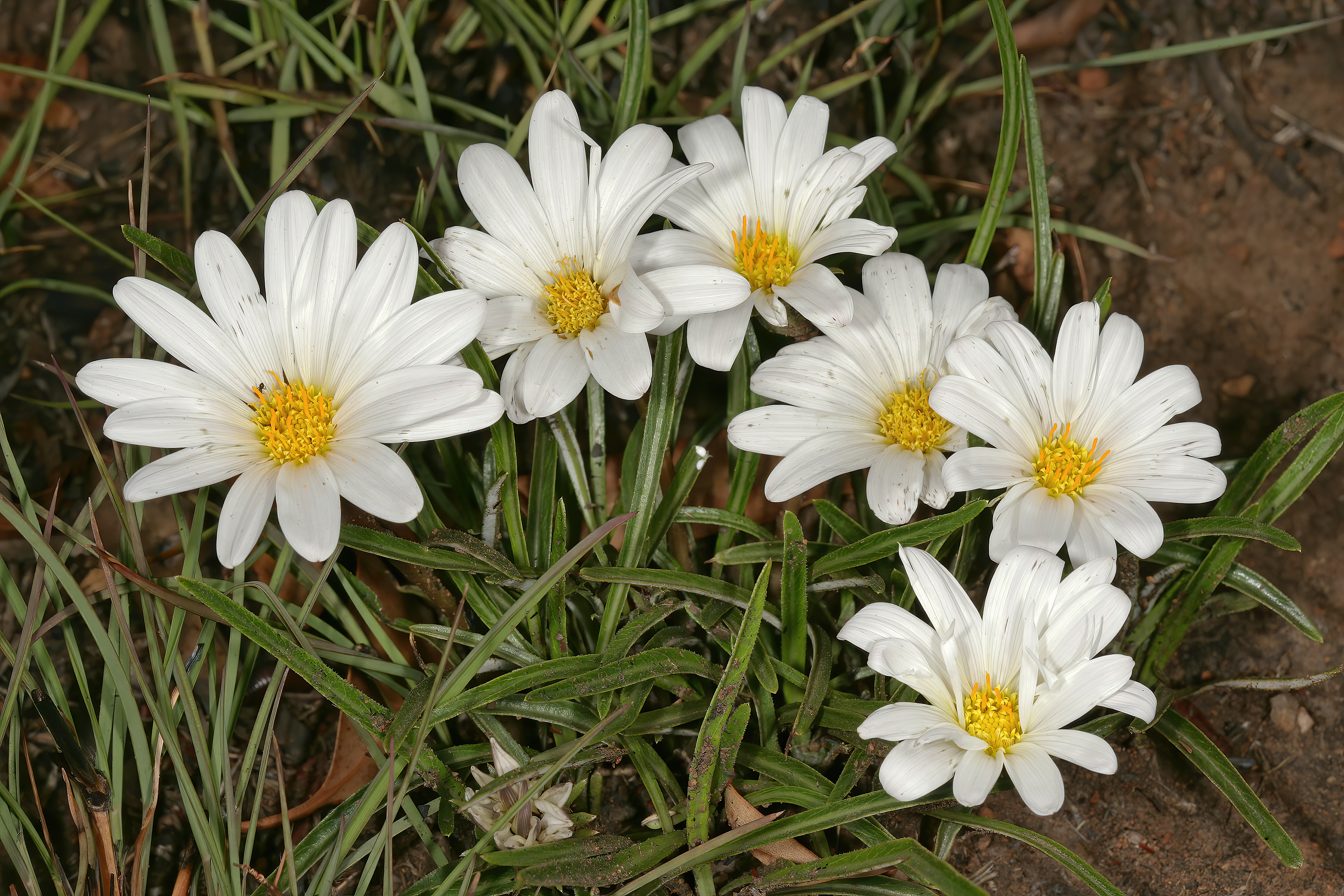 Gazania krebsiana