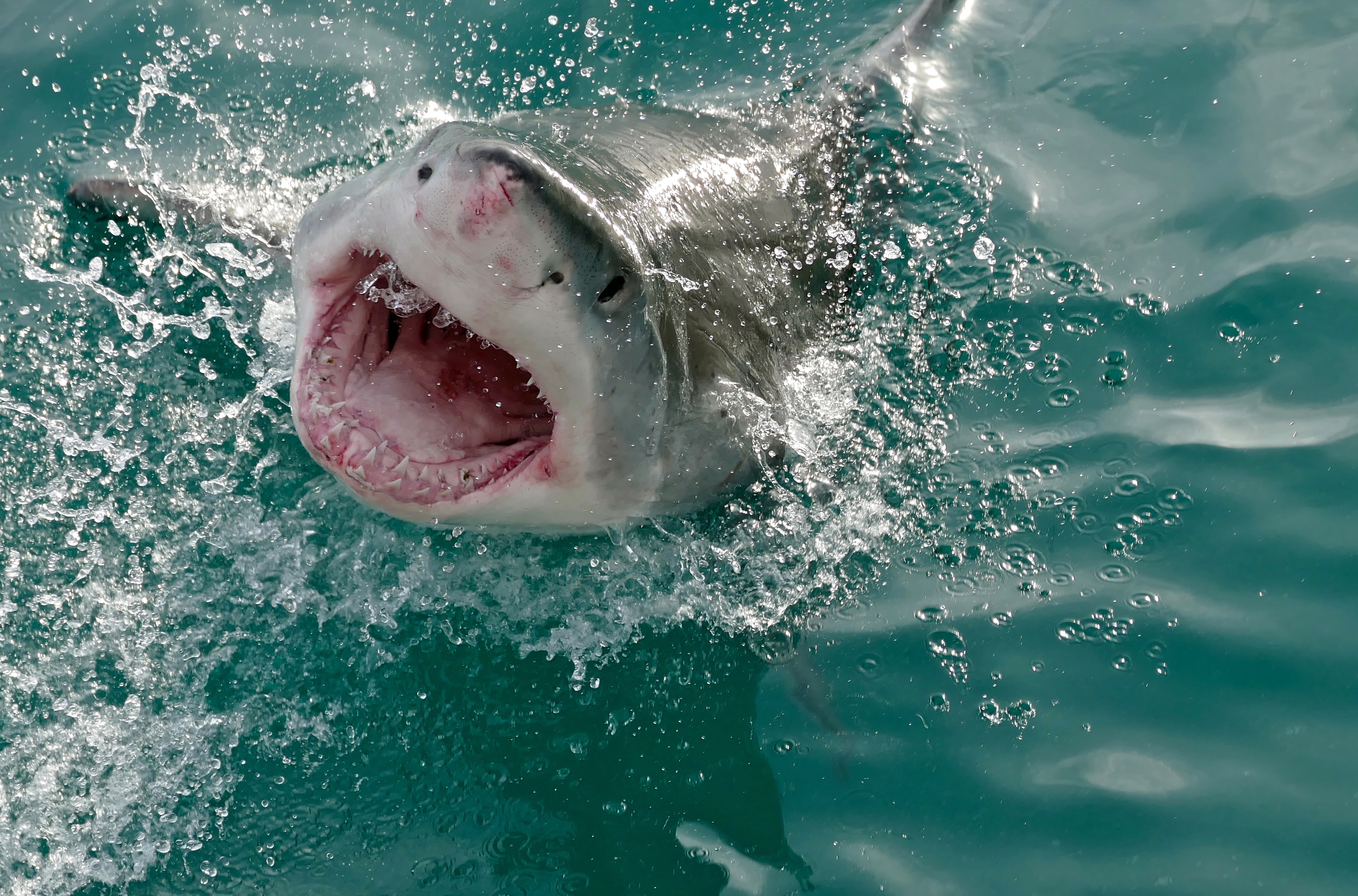 Нападения рыба. Большая белая акула (Carcharodon carcharias). Большая белая акула кархародон челюсти. Белая акула людоед кархародон.