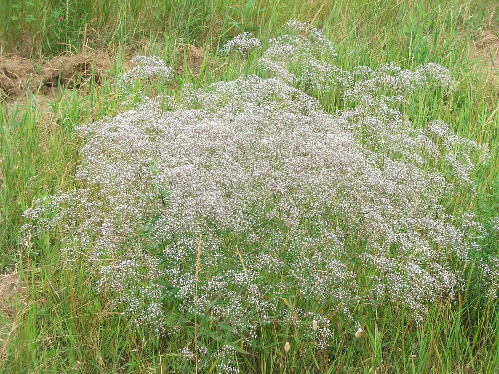 Gypsophila paniculata — Wikipédia