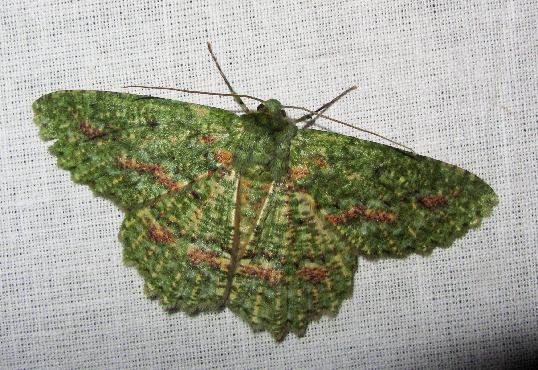 Herochroma sp (Geometridae- Geometrinae) (7232732332).jpg