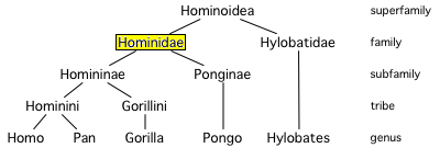 Family tree showing the extant hominoids: humans (genus Homo), chimpanzees and bonobos (genus Pan), gorillas (genus Gorilla), orangutans (genus Pongo), and gibbons (four genera of the family Hylobatidae: Hylobates, Hoolock, Nomascus, and Symphalangus). All except gibbons are hominids.