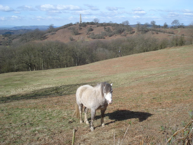 Horse paddock near the Somers Obelisk - geograph.org.uk - 907177