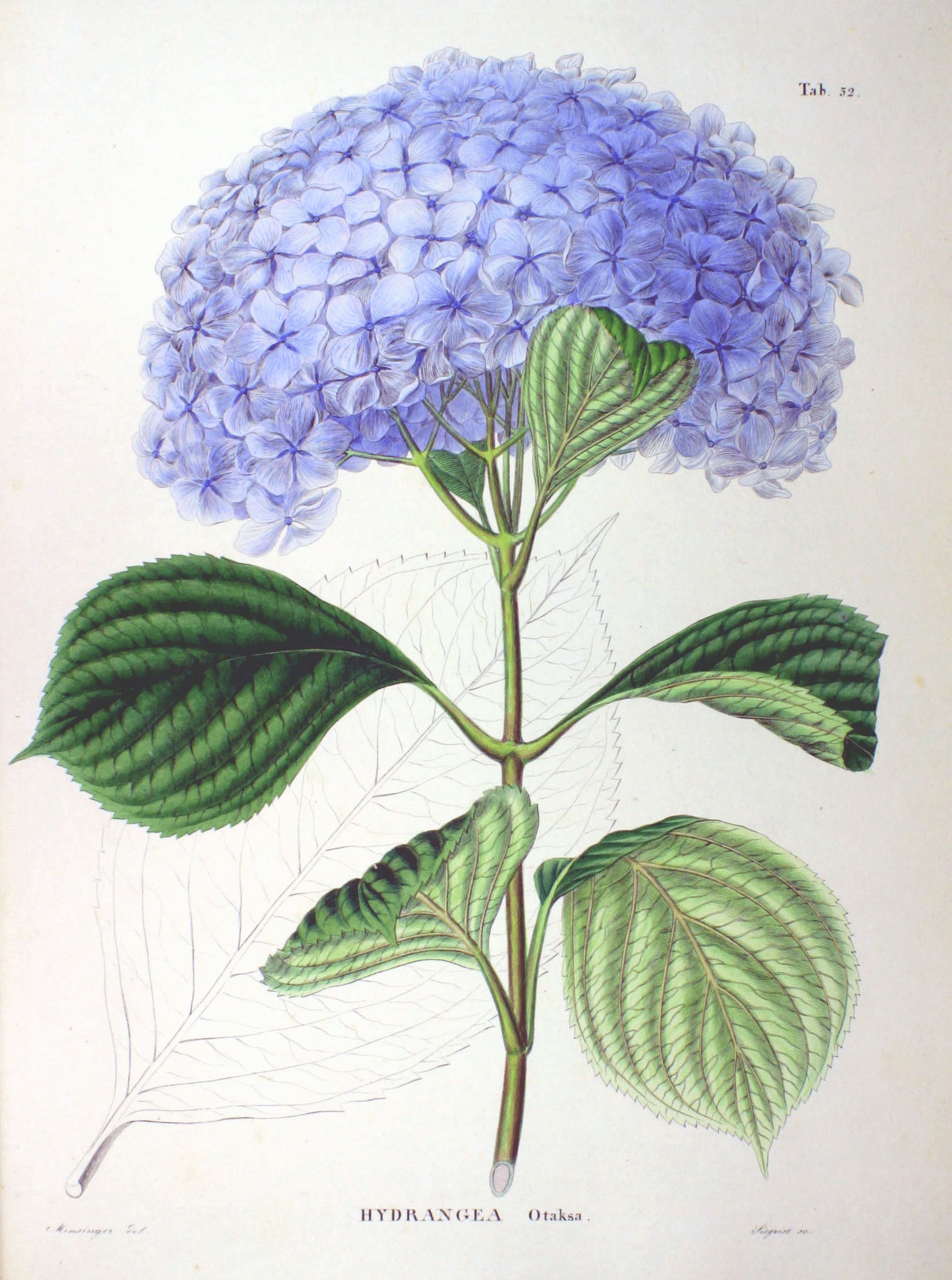 Hydrangea macrophylla - Wikipedia, la enciclopedia libre