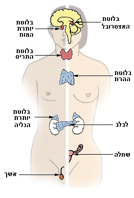 Testosterone hormon