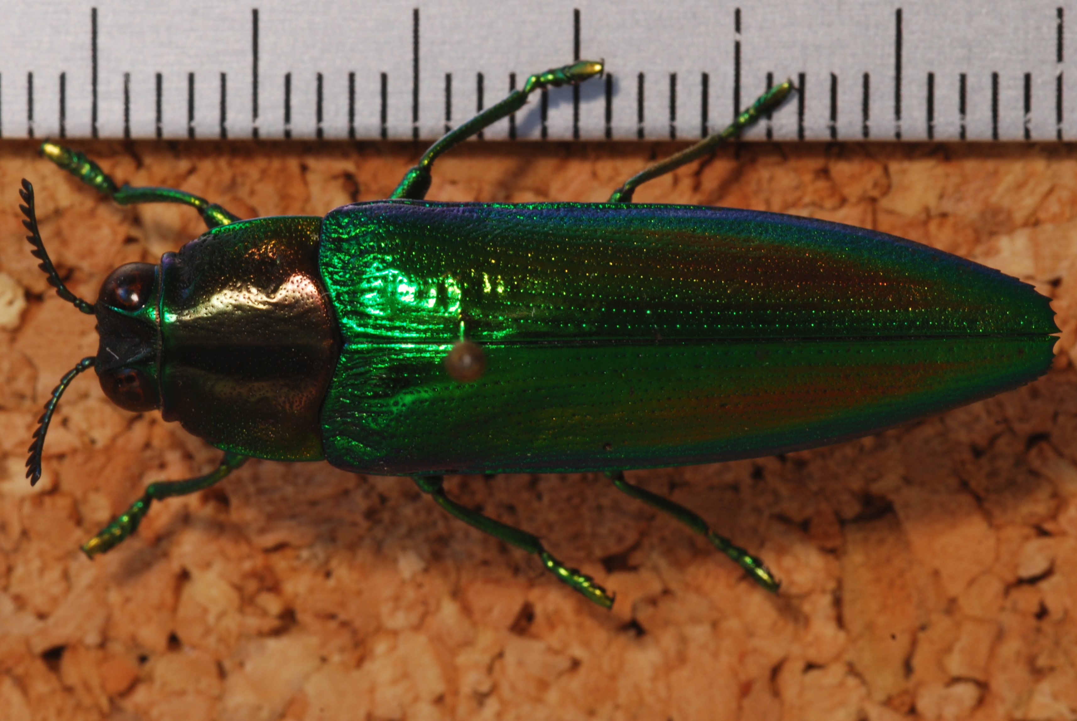 Jewel Beetle (Chrysaspis propinqua) (8257050633).jpg