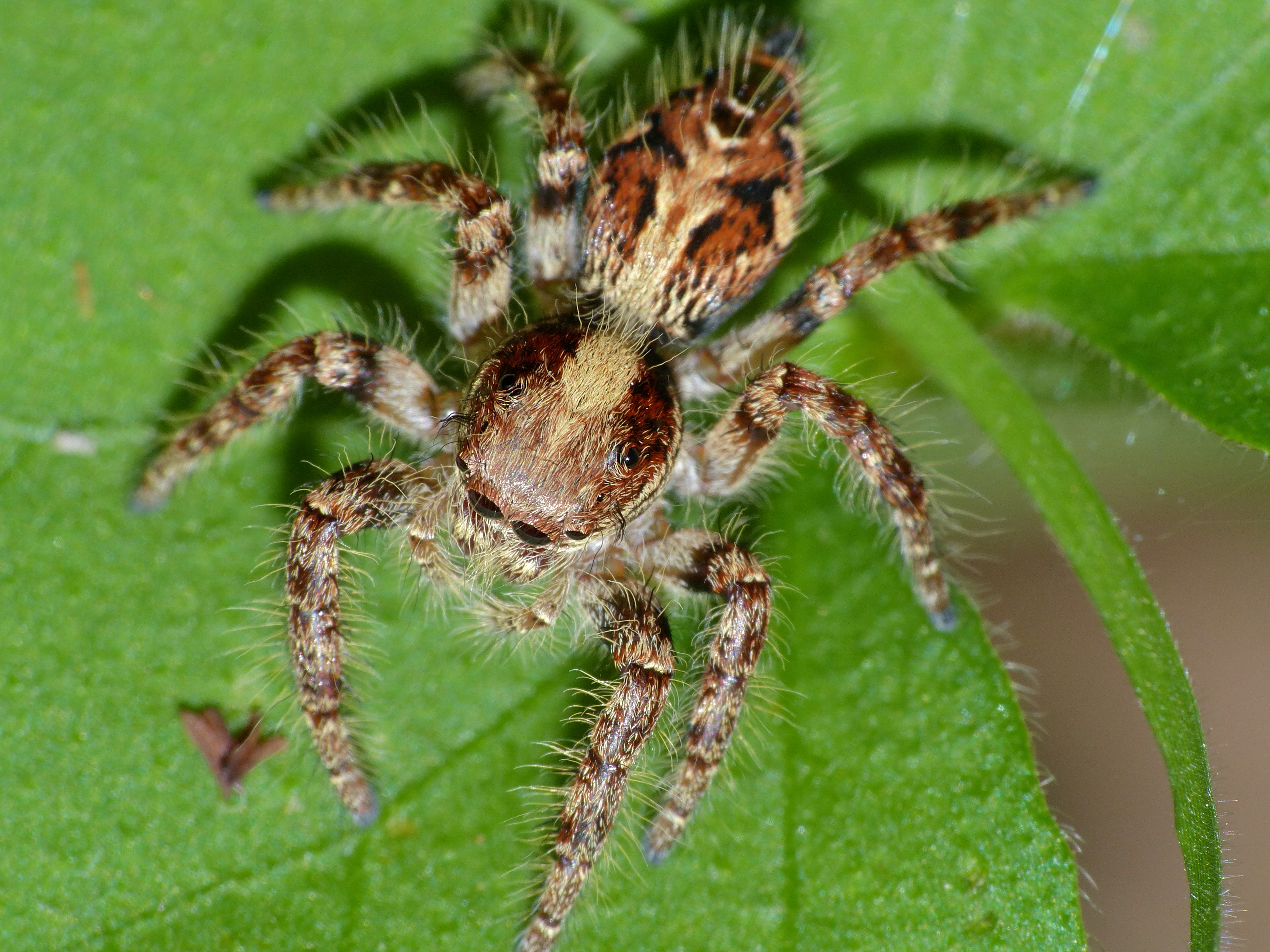 Jumping Spider (Salticidae) (13949403061).jpg