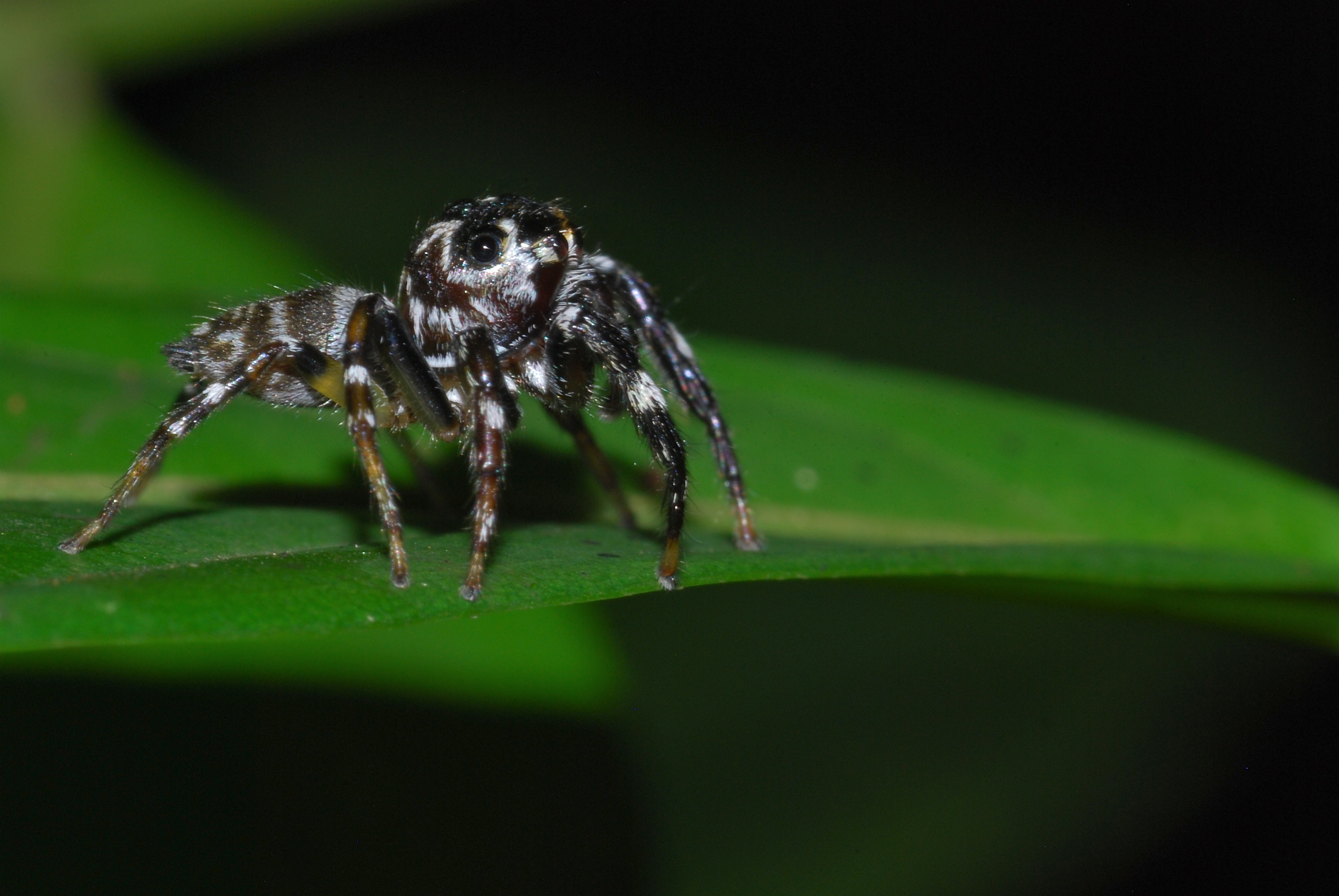 Jumping Spider (Salticidae) (8097483090).jpg