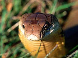 The king cobra (Ophiophagus hannah) KINGCOBRA.jpg