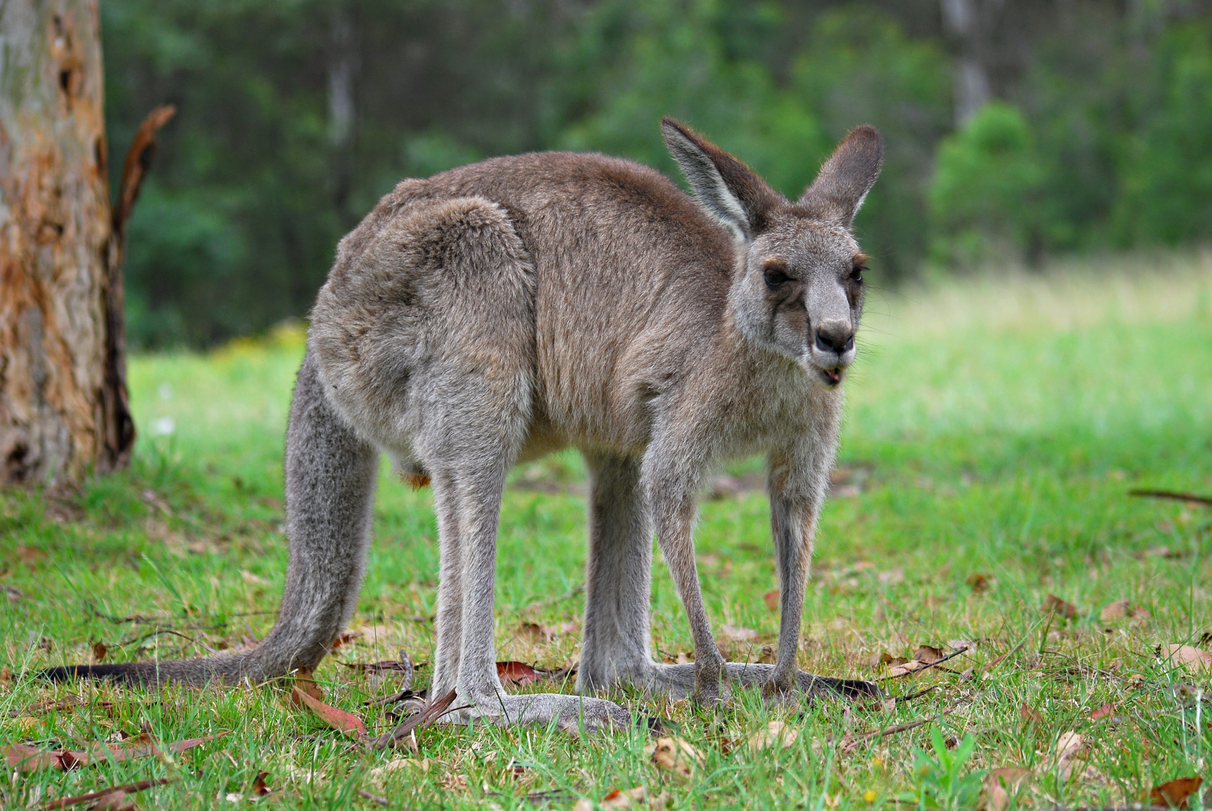 kangaroo nervous system