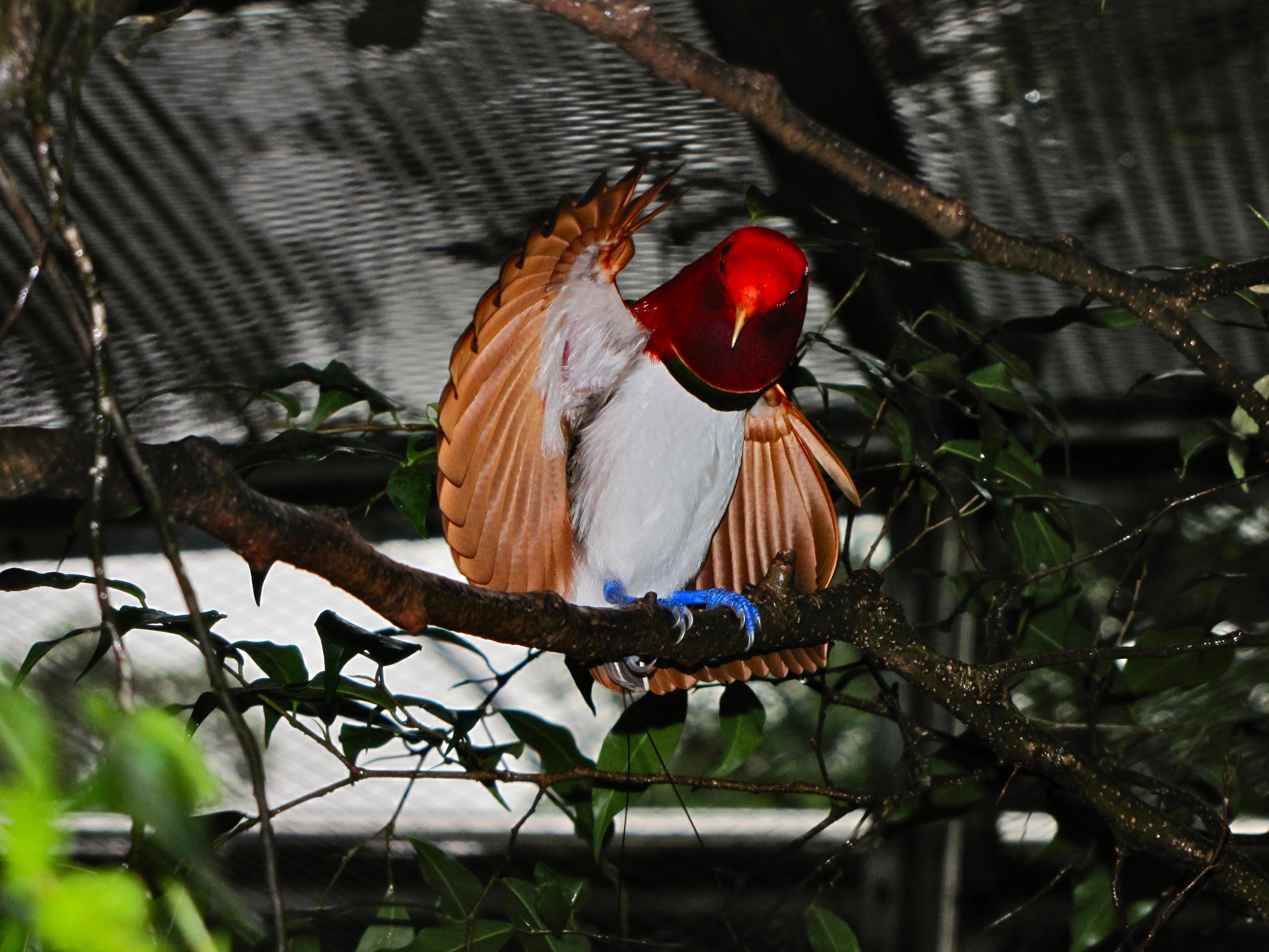 King Bird-of paradise Cicinnurus regius (6970128684).jpg