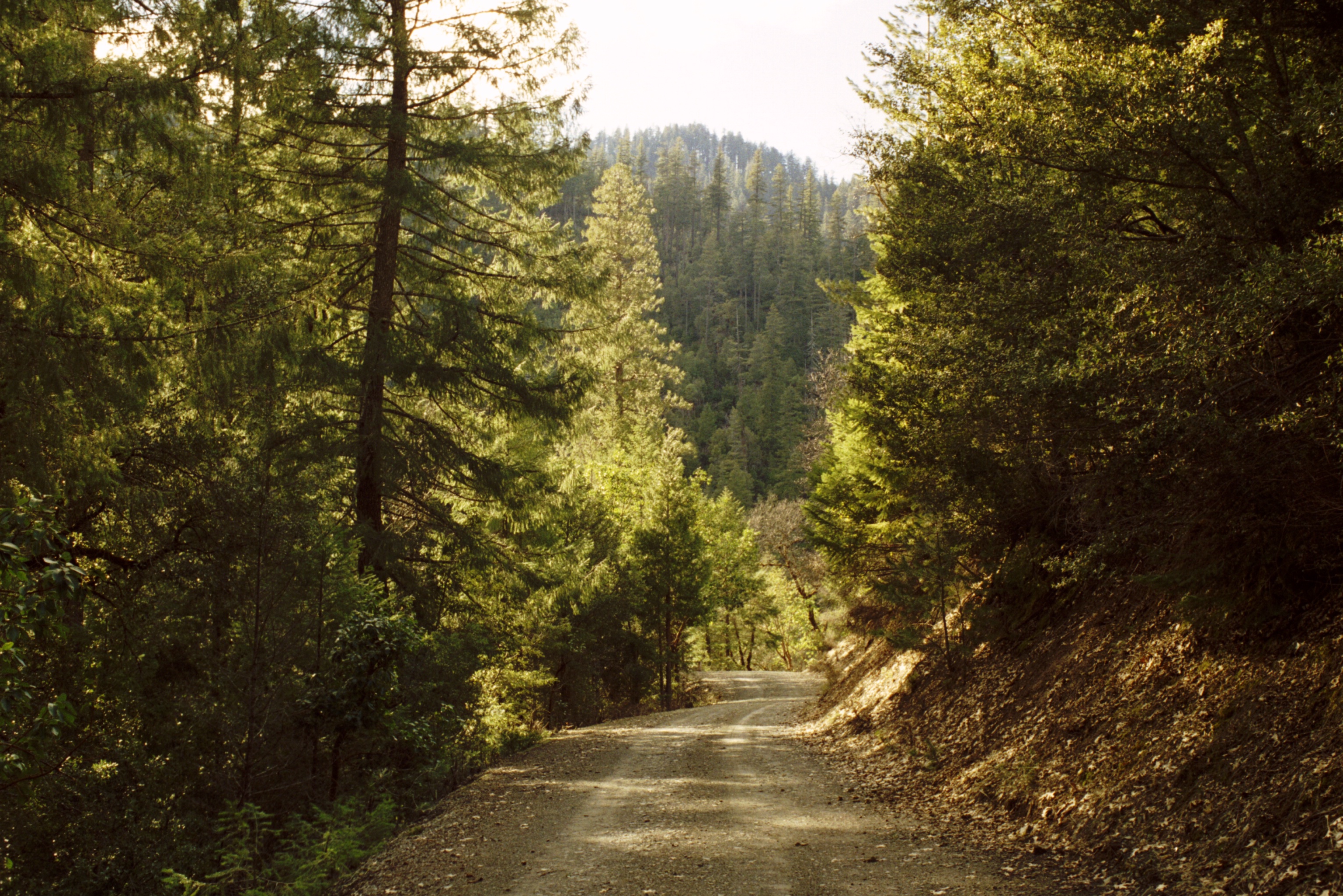 Пътеката край гората Klamath_National_Forest-16N05_March_05