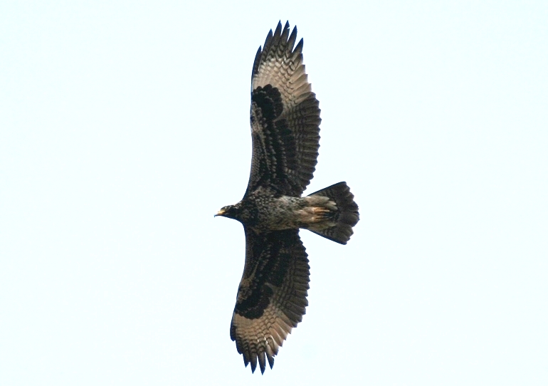 File:Klippenadler Aquila verreauxii.jpg