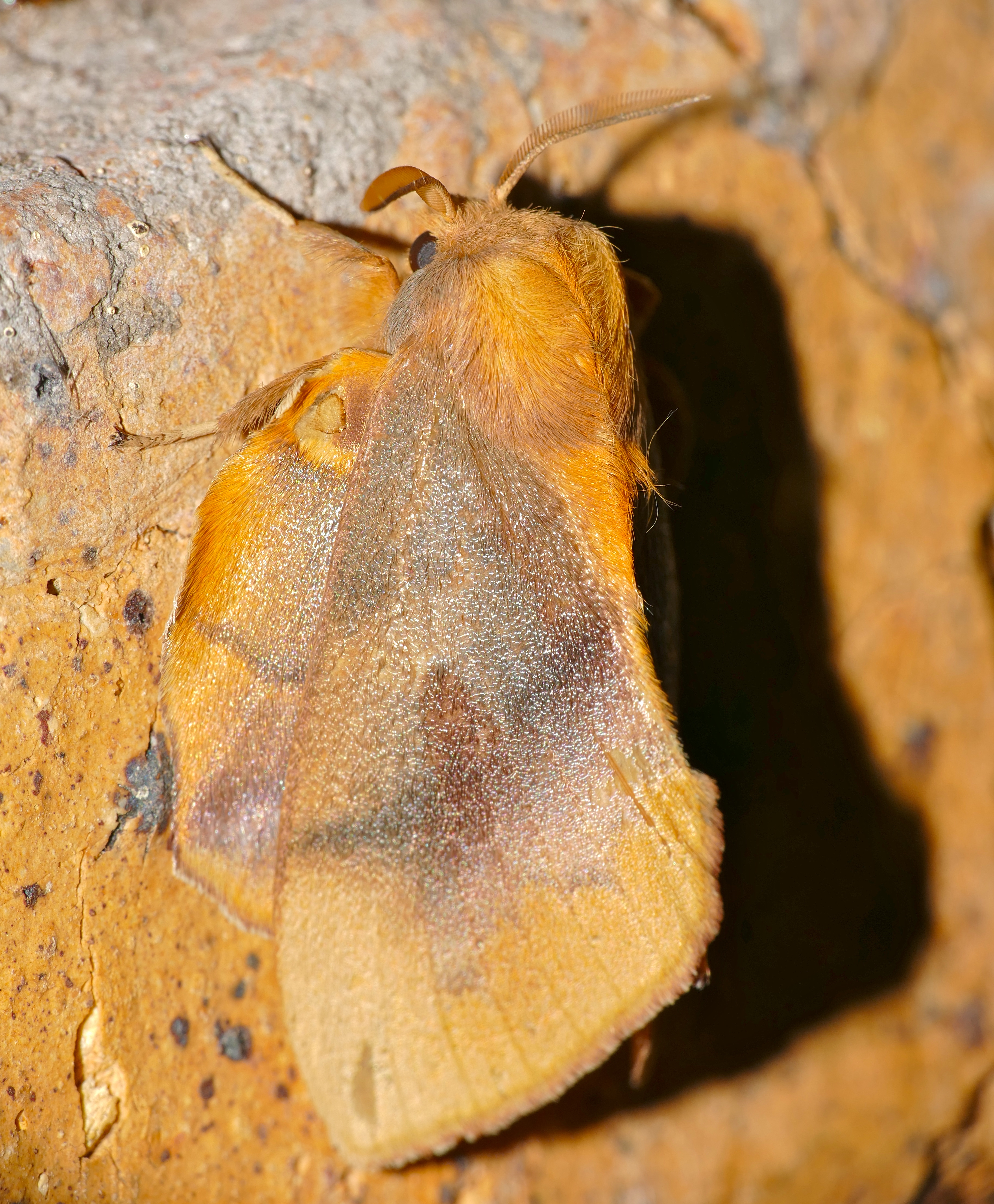 Lasiocampid Moth (Trichopisthia igneotincta) (16261905530).jpg