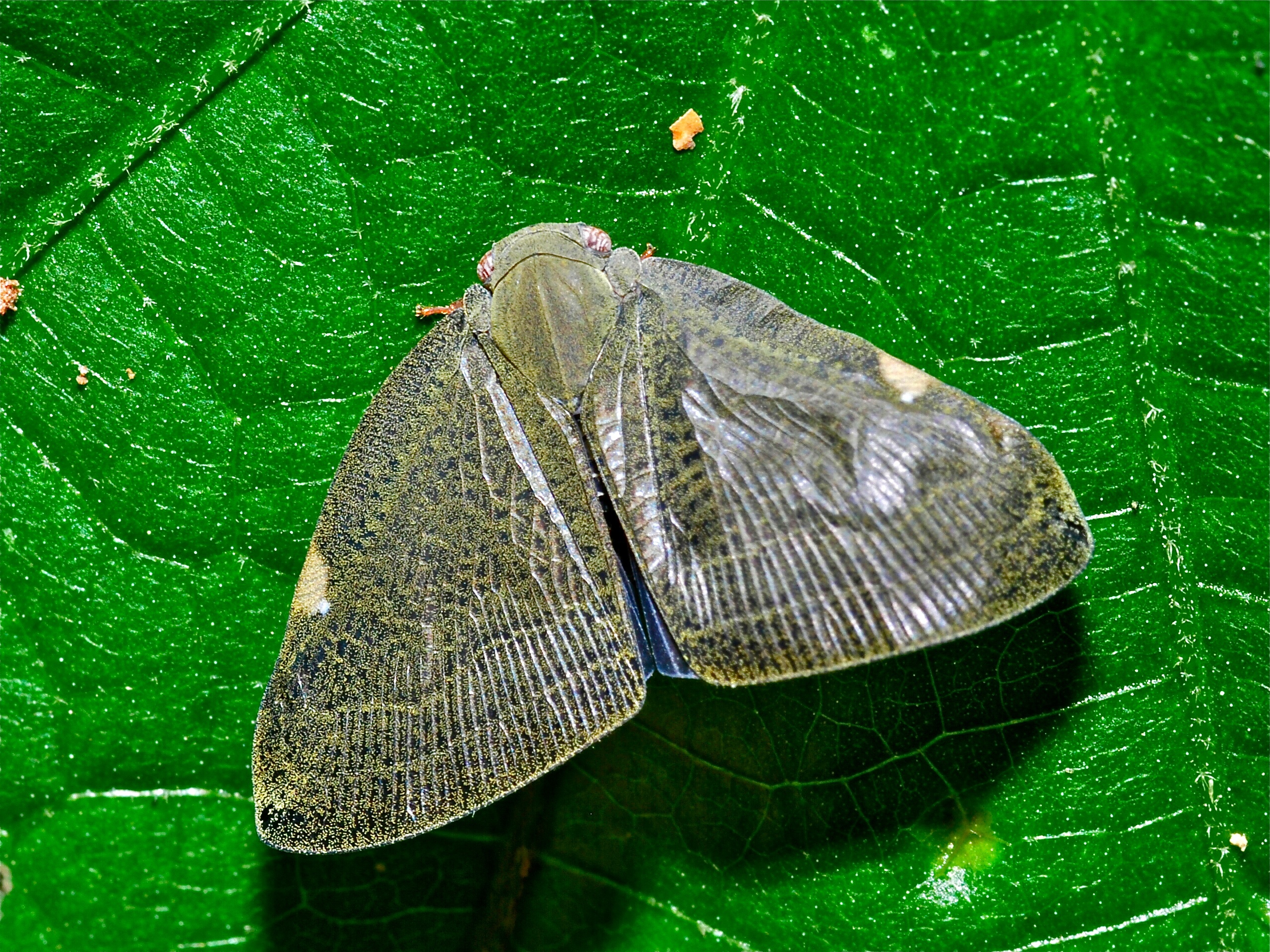 Leafhopper (Ricaniidae) (7079900973).jpg