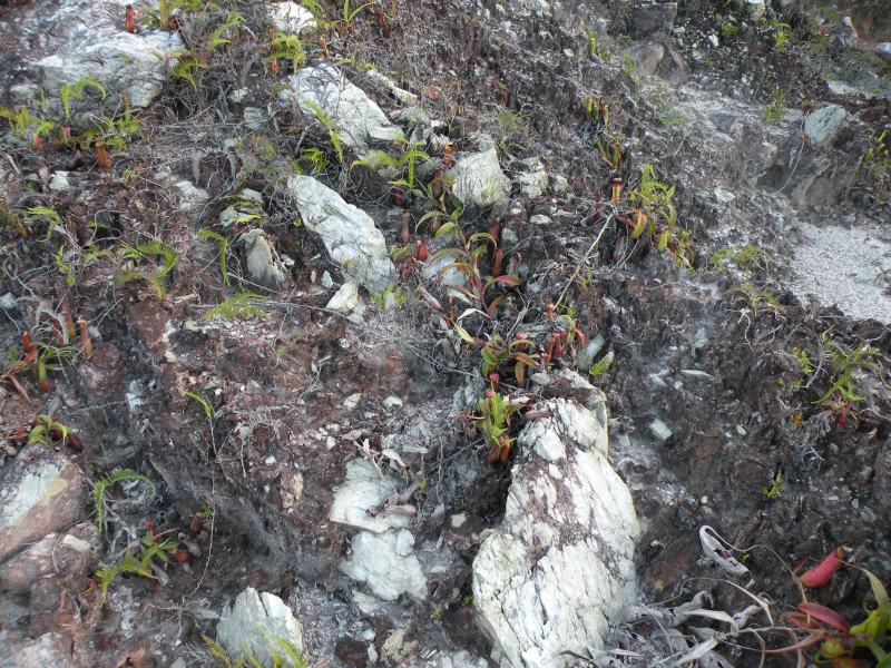 File:Nepenthes gracilis10.jpg