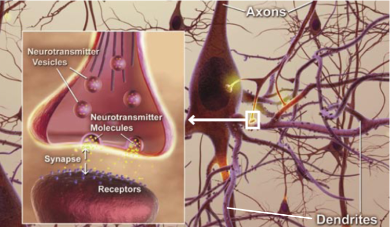 File:Neurons-axons-dendrites-synapses-cropped.PNG