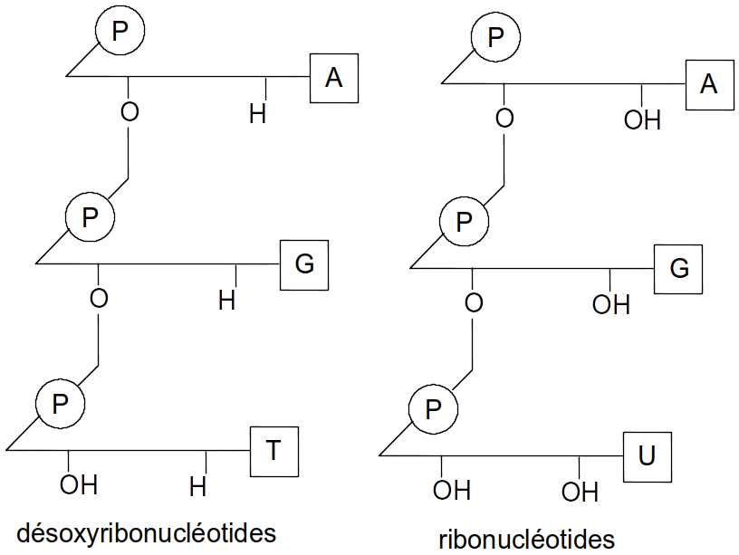nucléotides (écriture simplifiée)
