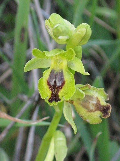File:Ophrys Lutea Jerusalem.JPG