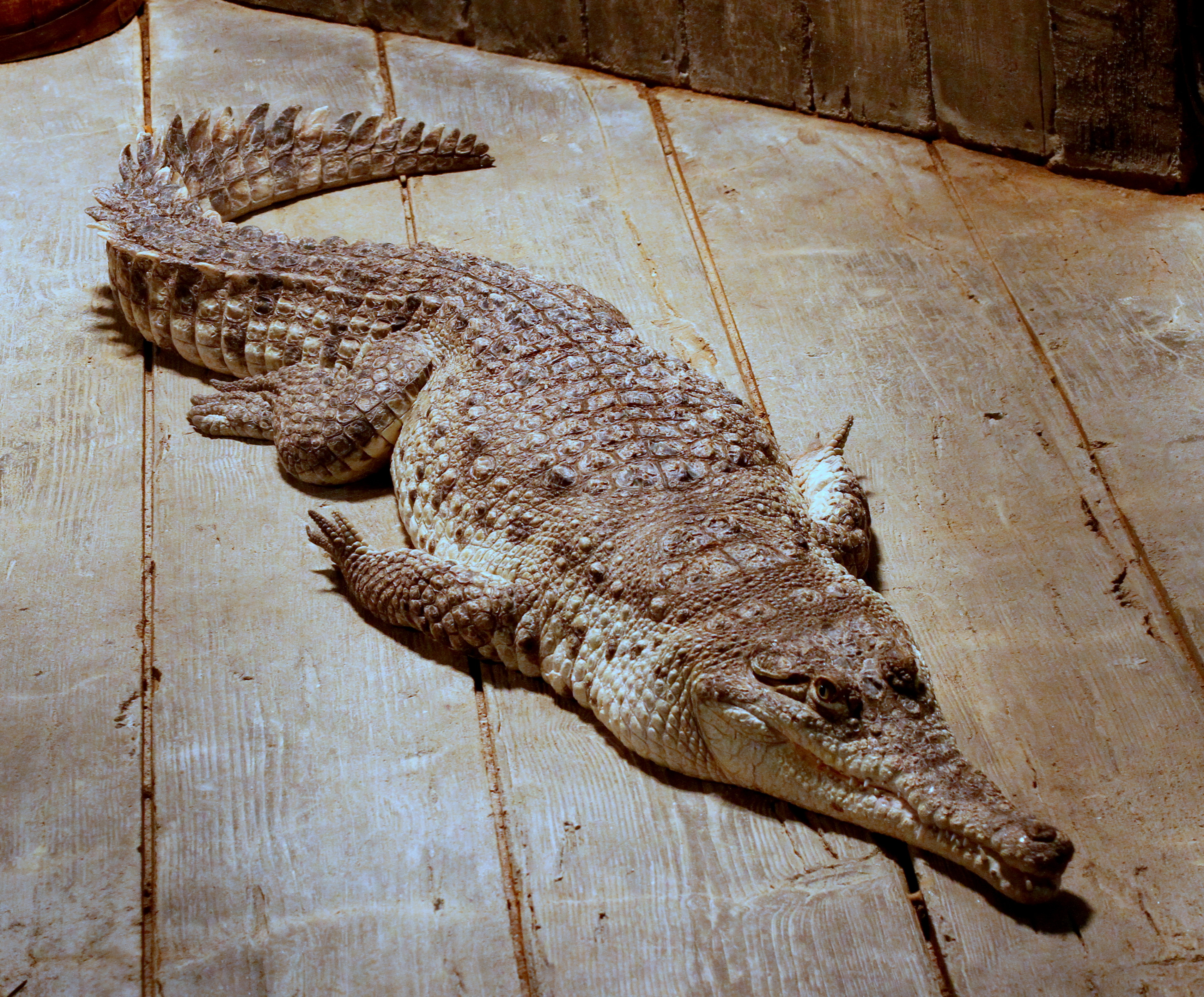 Orinoco crocodile - Wikipedia