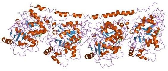 File:PDB 1ffx EBI.jpg