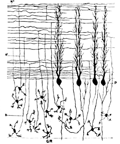 purkinje fibers cerebellum