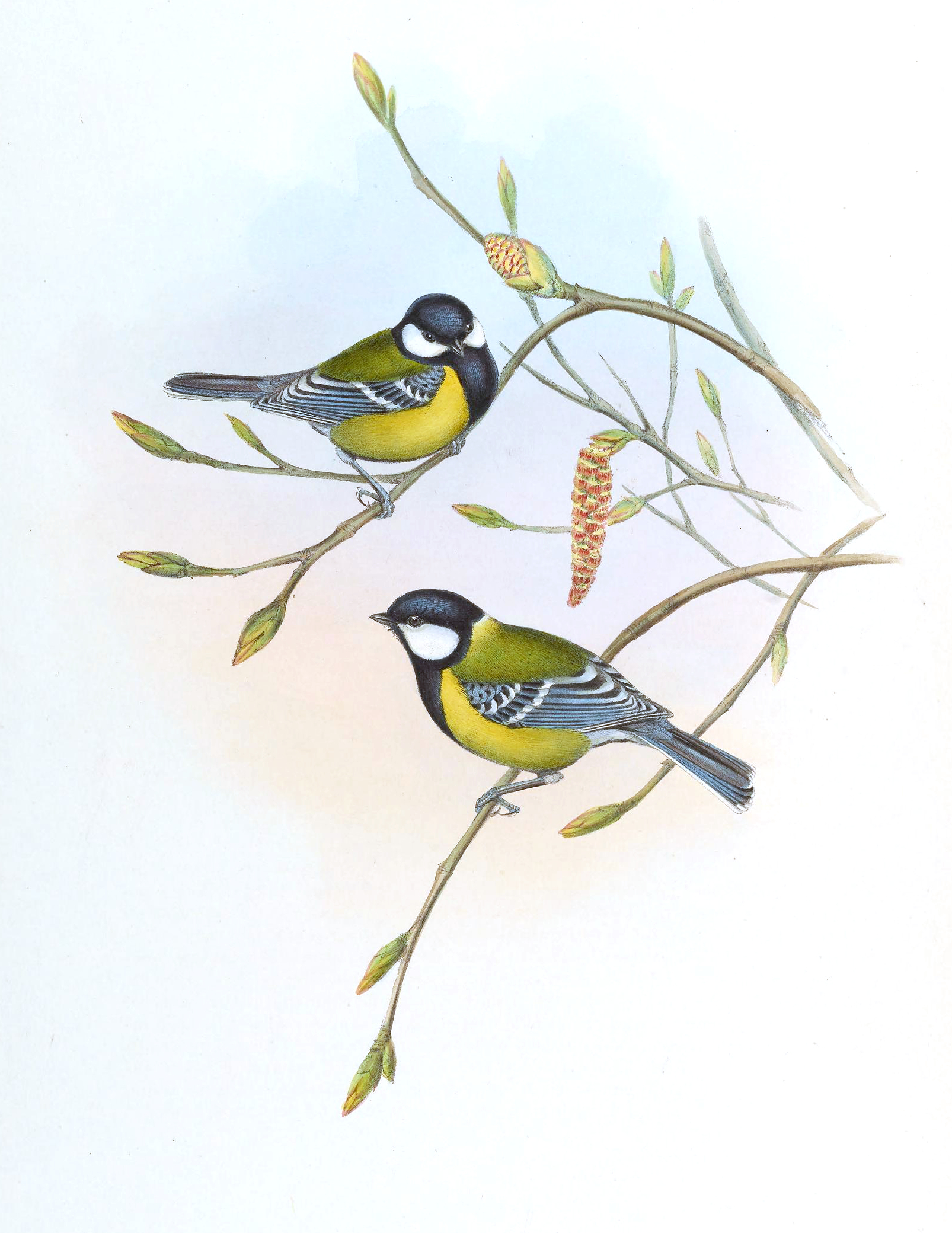 A pair of Green-backed tits from John Gould's "Birds Of Asia V.2"