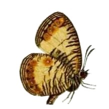 <i>Physcaeneura pione</i> Species of butterfly