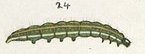 Illustration by Hudson of a young larva of I. virescens Plate I The butterflies & moths of NZ (cropped) fig 24 Ichneutica virescens.jpg