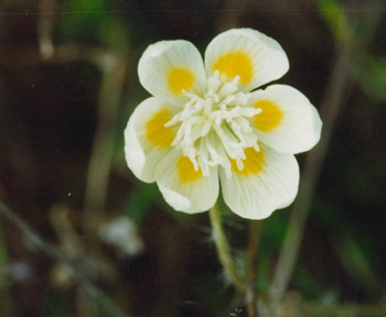 File:Platystemon californicus.jpg