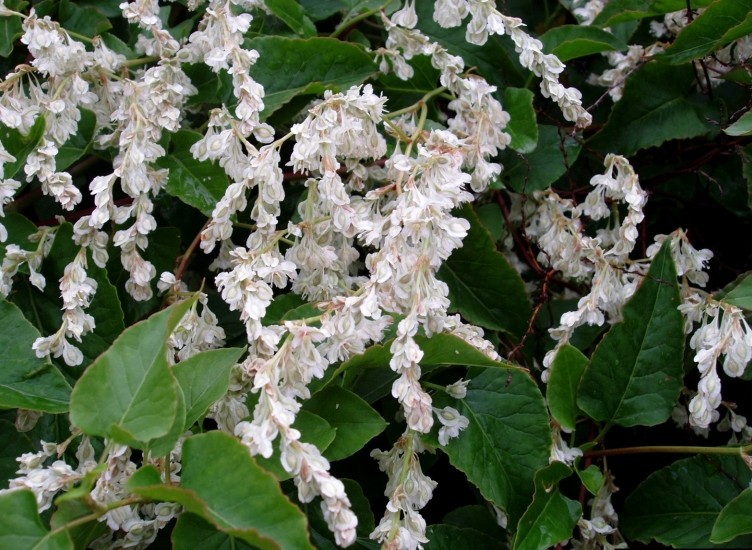 Category:Fallopia baldschuanica - Wikimedia