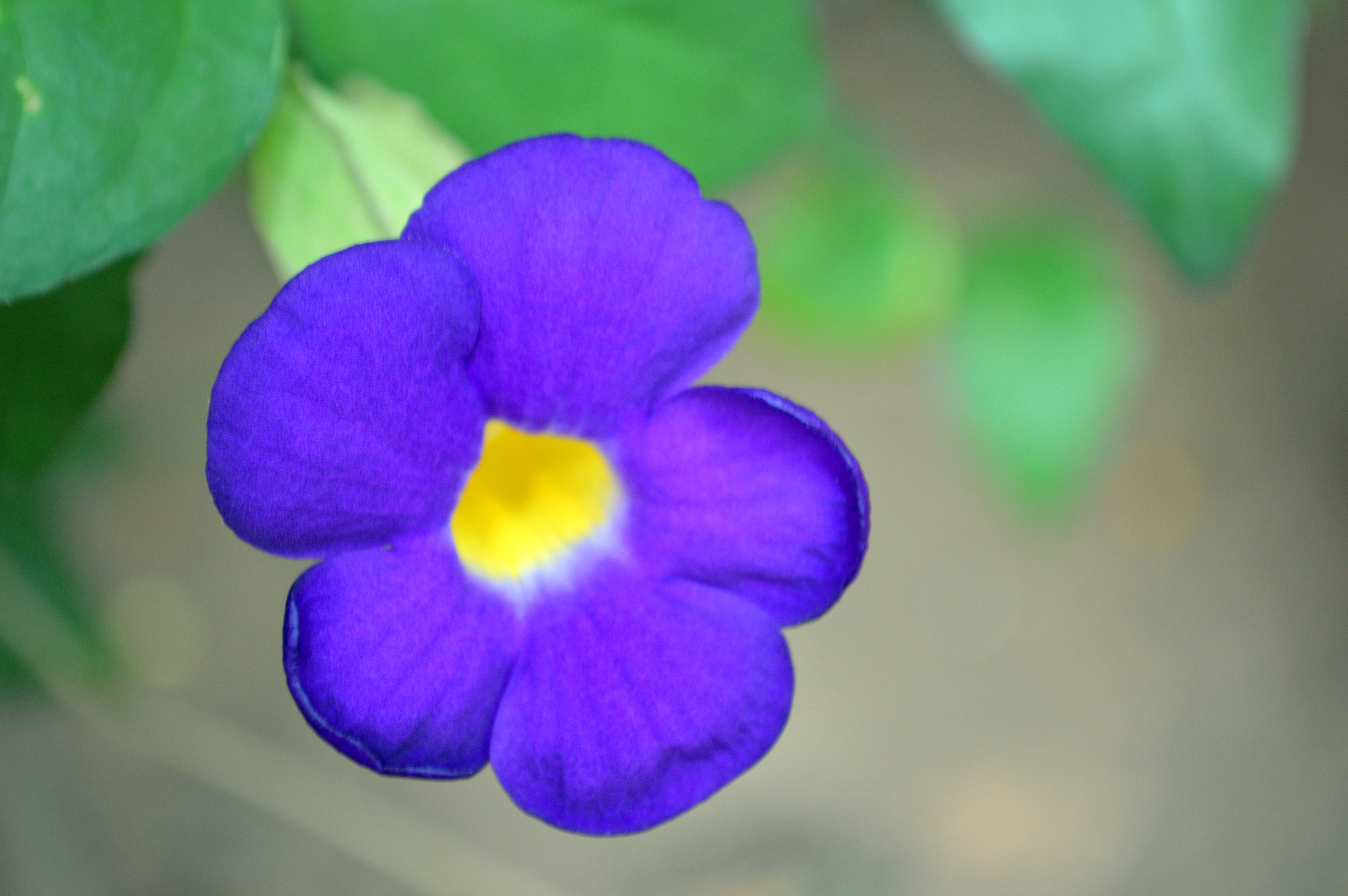 types of purple flowers with 5 petals