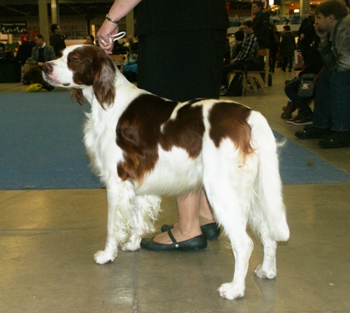 File:Red-and-White Setter 3.JPG