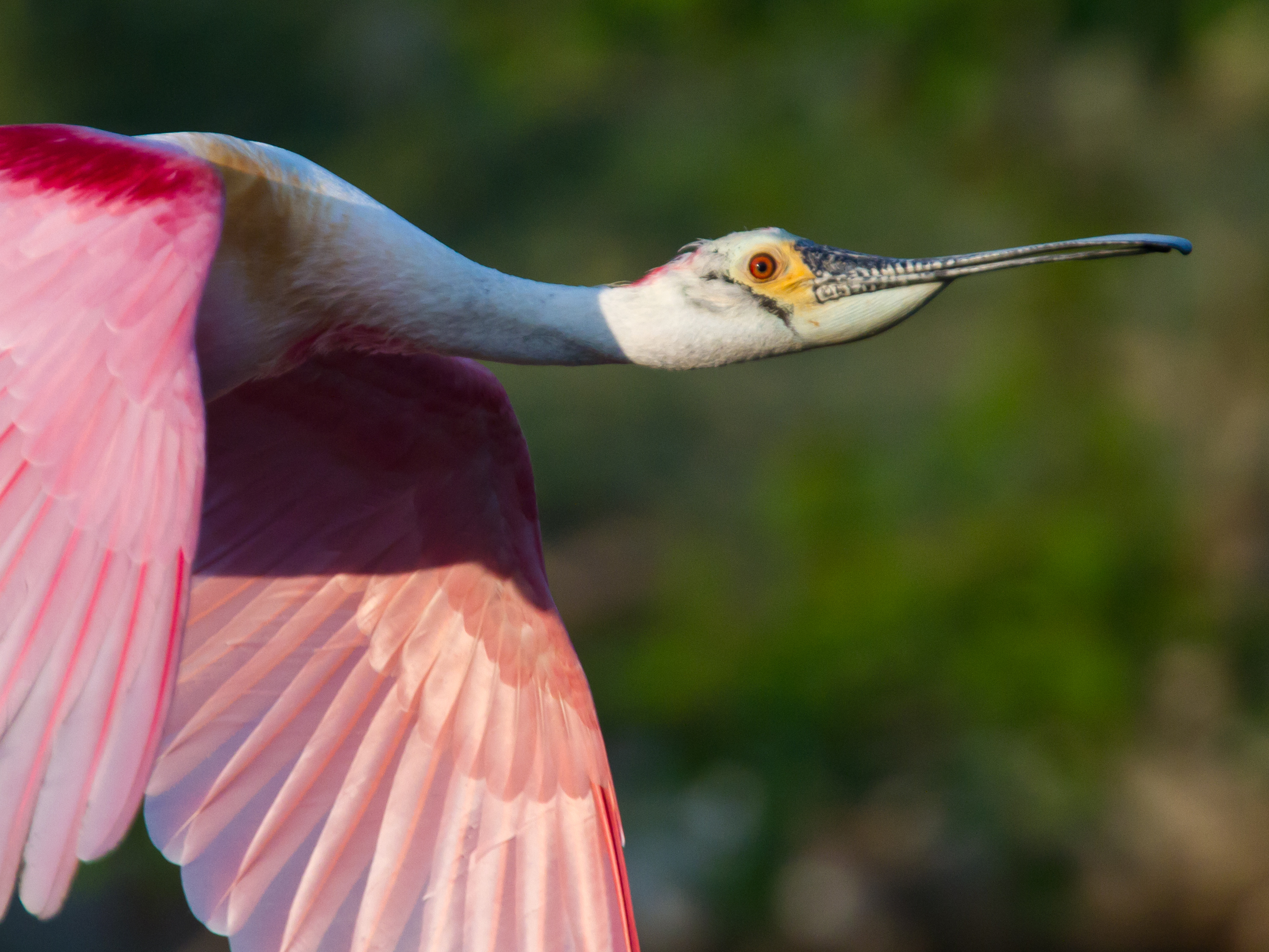 Roseate Spoonbill photos, Pics of Roseate Spoonbill , Roseate Spoonbill picture, wallpaper of Roseate Spoonbill , High quality Roseate Spoonbill pictures