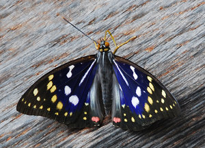 Purple Great Emperor-National Butterfly of Japan | Translation GDP