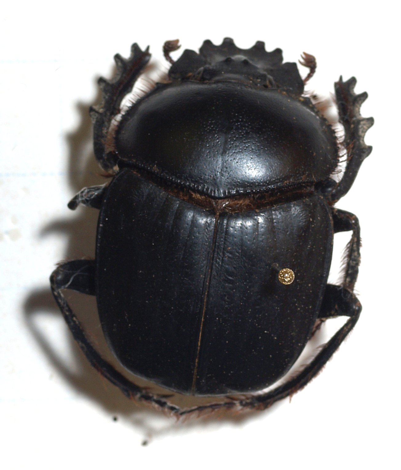 egyptian scarab beetle insect