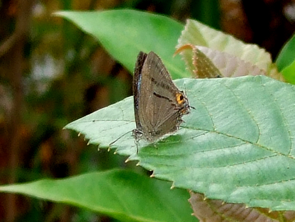 File:Tajuria igolotiana fumiae, female, Mt. Apo.JPG