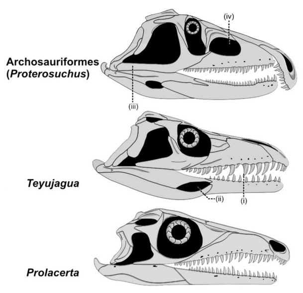 File:Teyujagua skull sequence.png