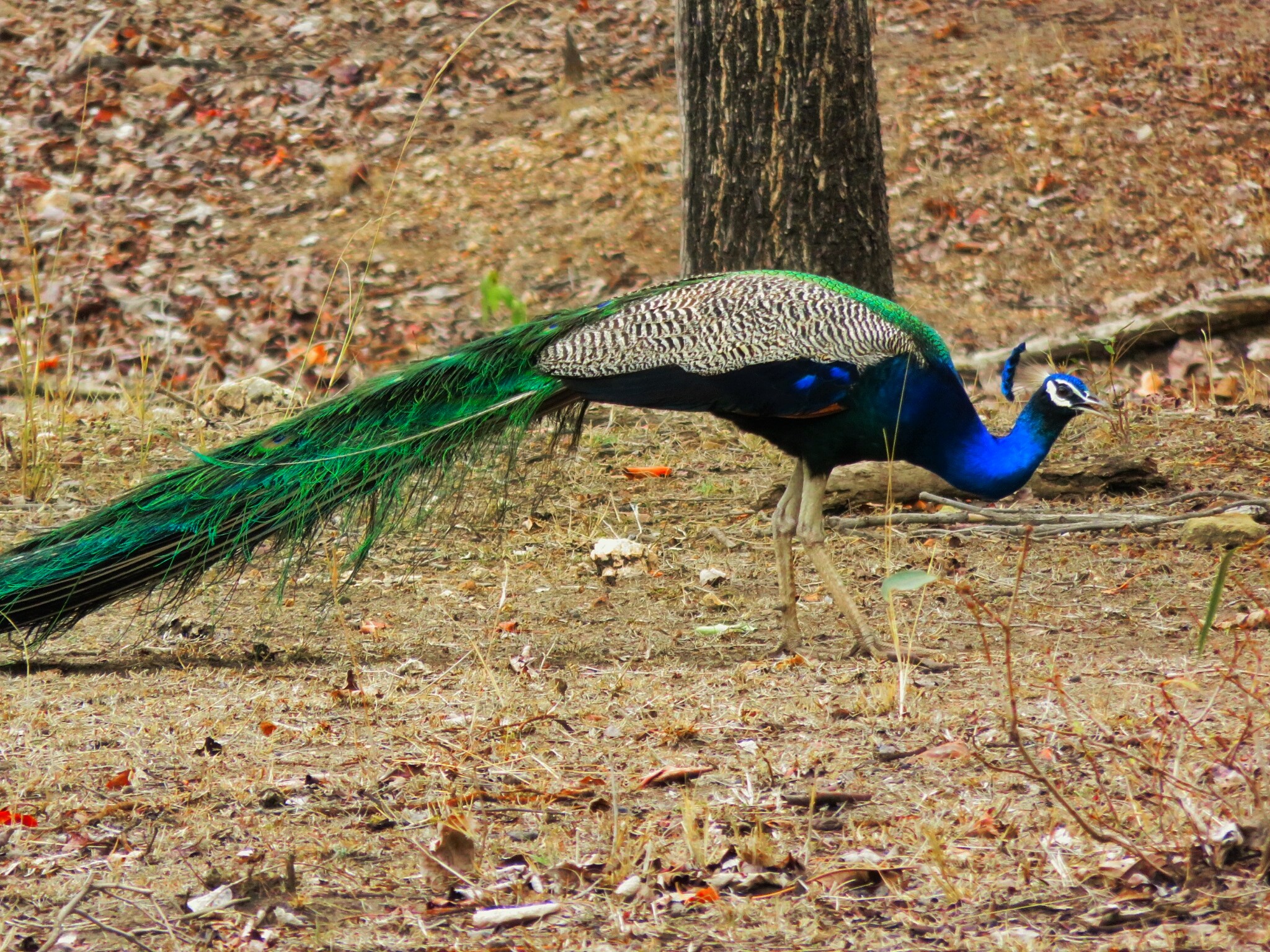 indian national bird