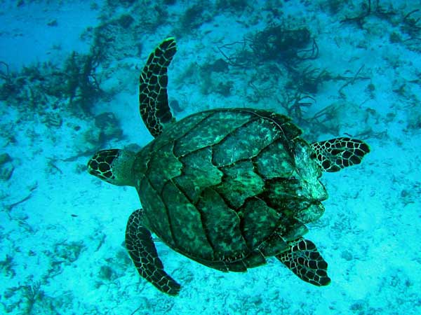 Tortue — Wikipédia