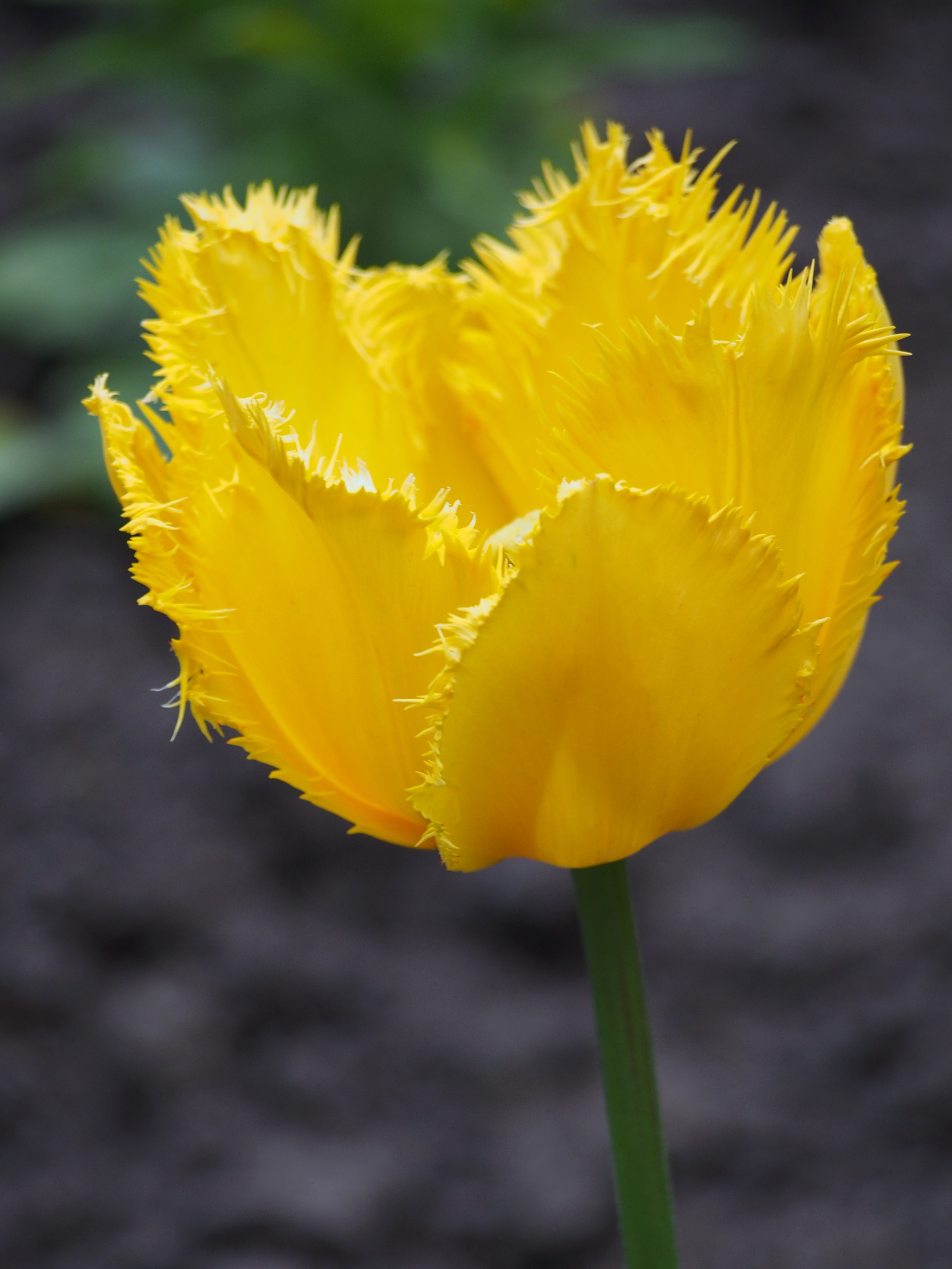 File Tulipa Hamilton 2016 05 02 02 Jpg Wikimedia Commons