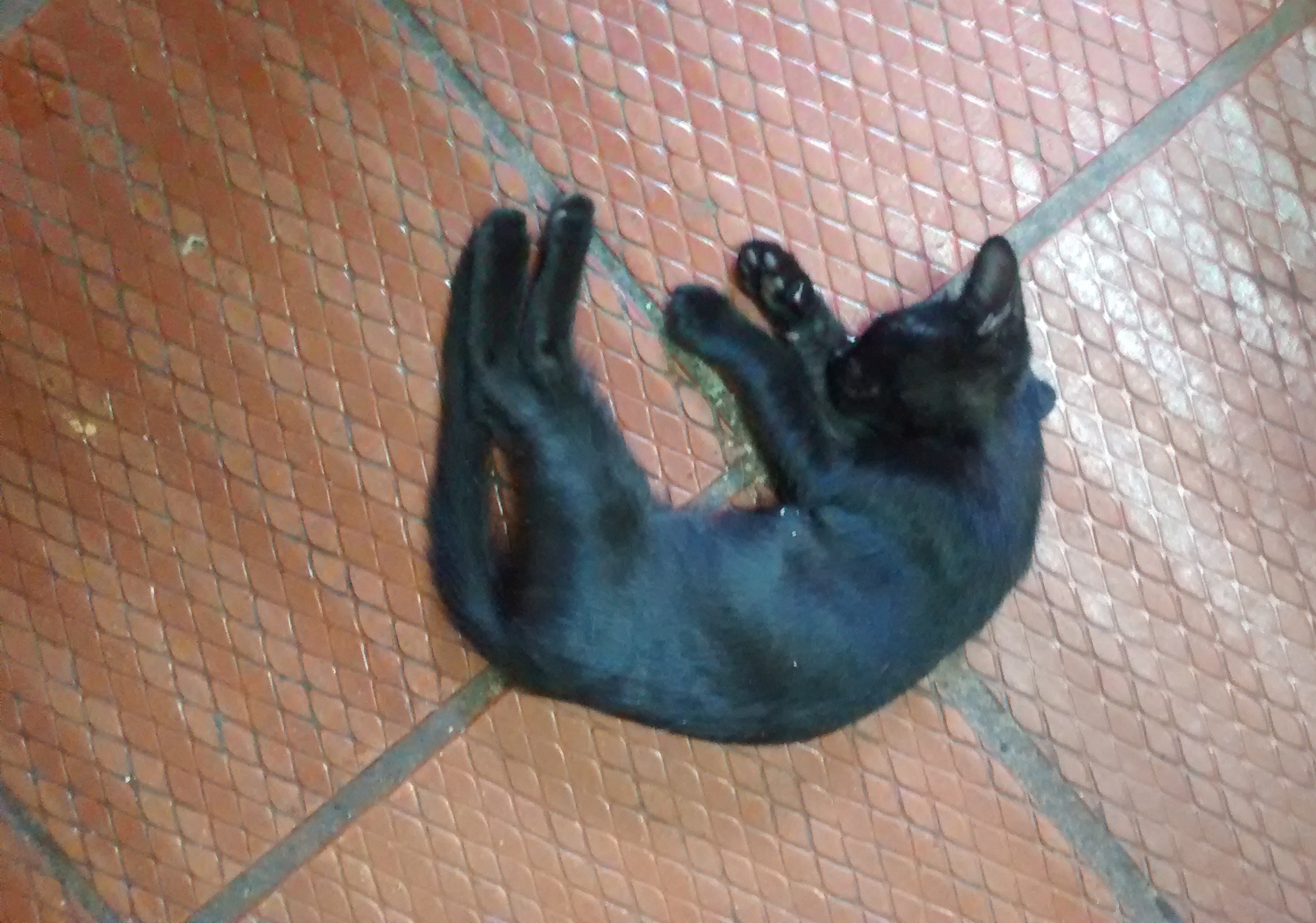 El Gato Negro - Wikipedia